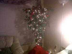 christmas tree_fig plant