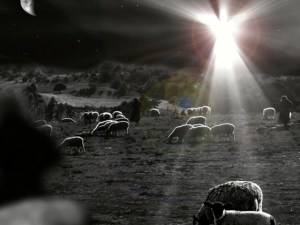 Christmas shepherds field animals